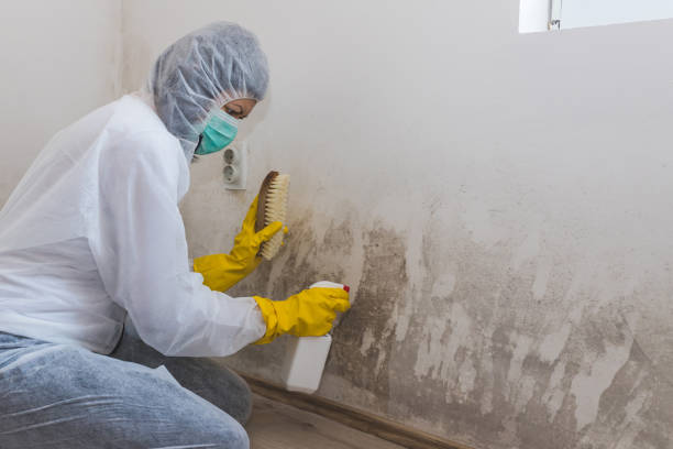 Professional Mold Removal in St John, IN