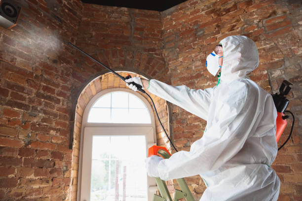 Best Water Damage & Mold Remediation in St John, IN